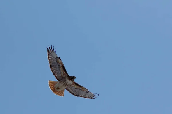 Red-tailed hawk in flight