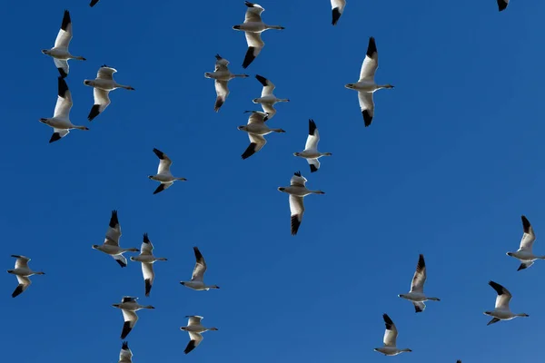 Migração de gansos da neve — Fotografia de Stock