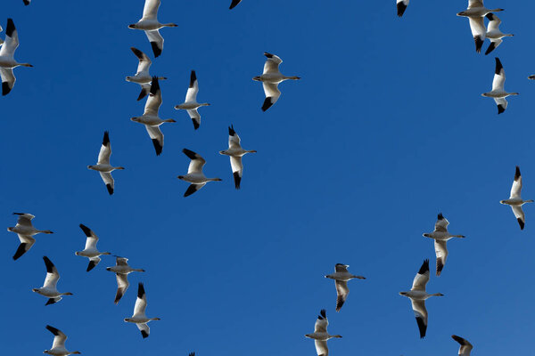Snow geese migration