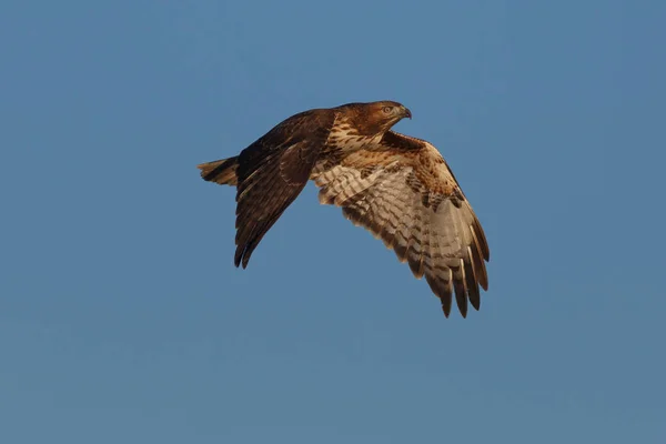 Rotschwanzfalke im Flug — Stockfoto