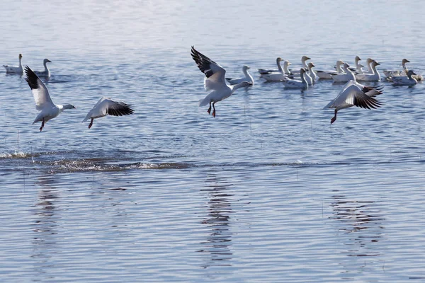 Migración de gansos de nieve — Foto de Stock