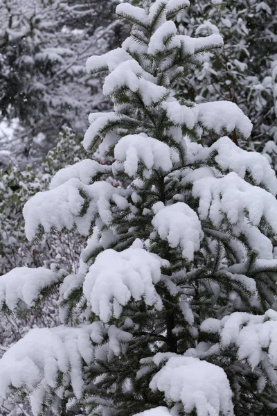 Snow covered pine tree Royalty Free Stock Photos