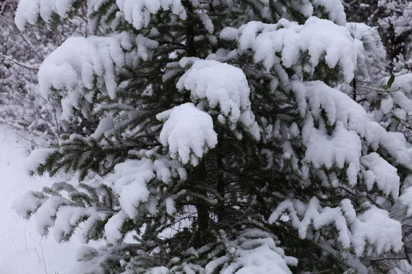 Snow covered pine tree Royalty Free Stock Images