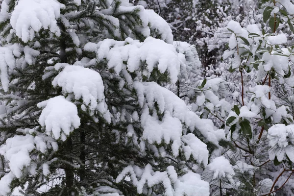 눈덮인 소나무 로열티 프리 스톡 사진