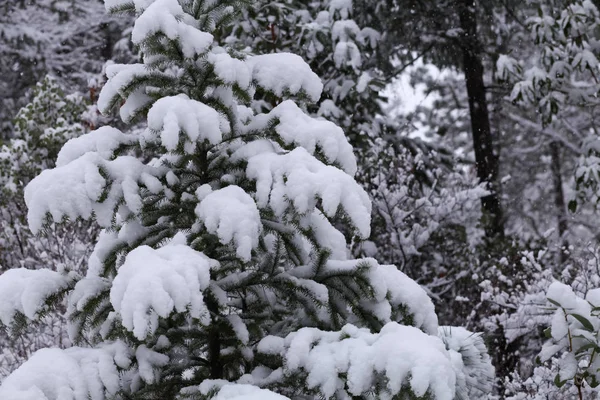 Snow covered pine tree Stock Picture