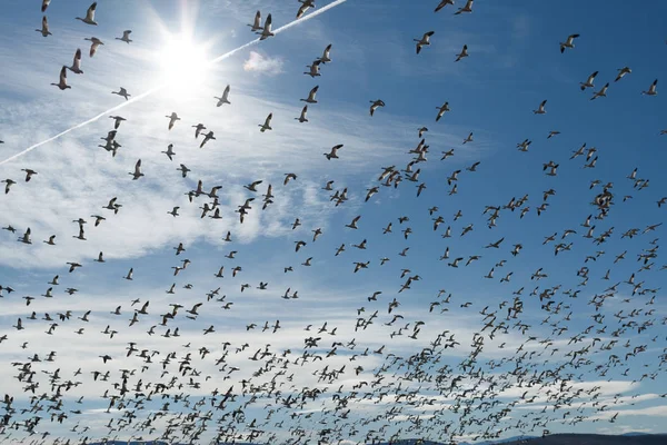 Snow geese migration Royalty Free Stock Photos