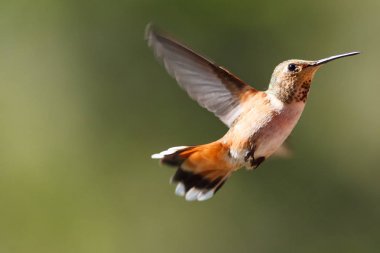 Anna'nın Hummingbird uçuş