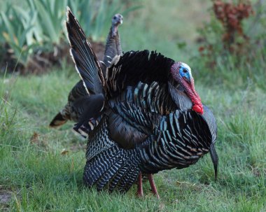 Wild turkey dışarı Fanlı Kuyruk tüyleri ile