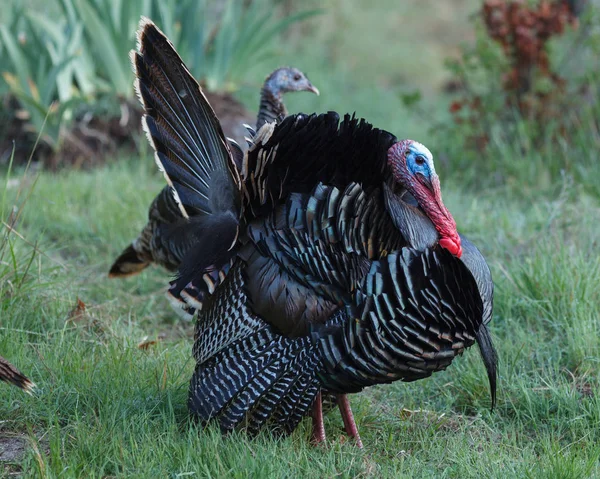 Wild turkey with tail feathers fanned out Stock Image