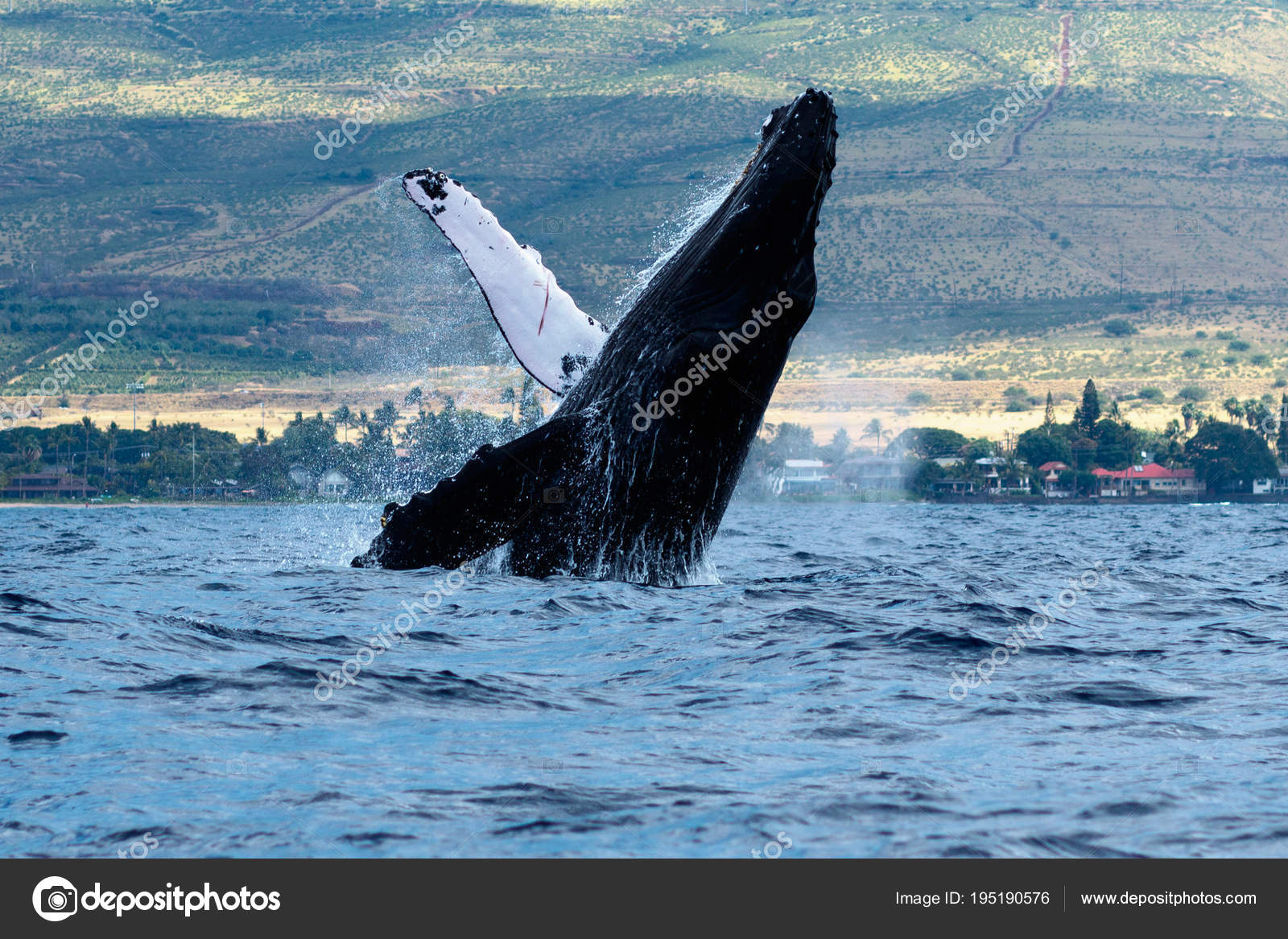 クジラ写真素材 ロイヤリティフリークジラ画像 Depositphotos クジラ写真素材 ロイヤリティフリークジラ画像 Depositphotos