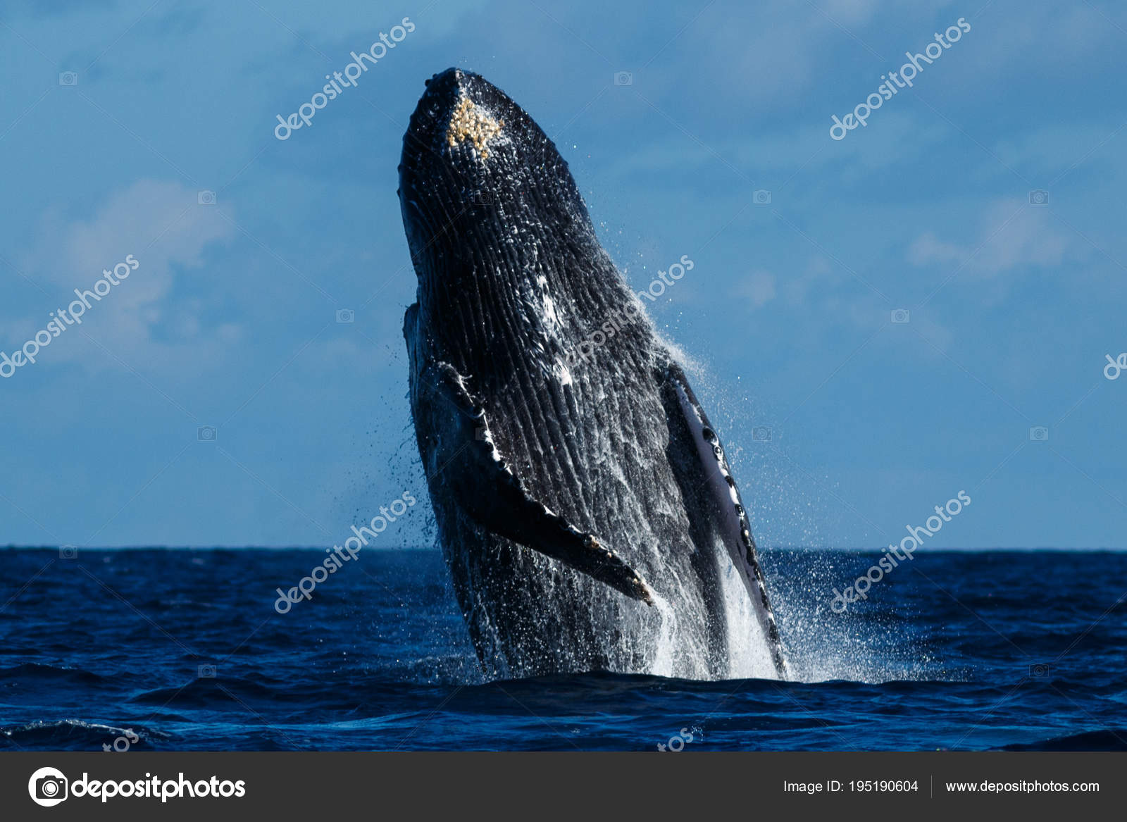 Breaching Whale Stock Photos Royalty Free Breaching Whale Images Depositphotos