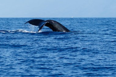 Kambur balina kuyruğu fluke.