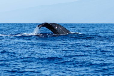 Kambur balina kuyruğu fluke.