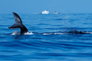 Kambur balina kuyruğu tokat bebeğim.