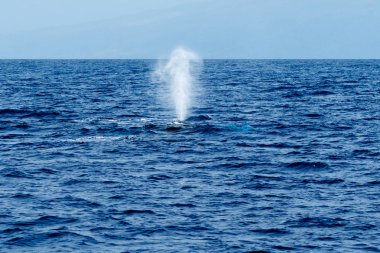 Kambur üfleme veya spouting balina