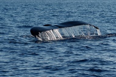 Humpback whale tail fluke. clipart