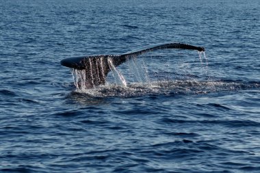 Kambur balina kuyruğu fluke.