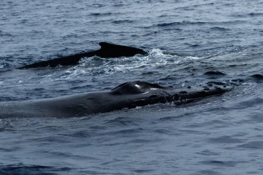 kambur balina ihlal.