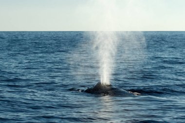 Kambur üfleme veya spouting balina.