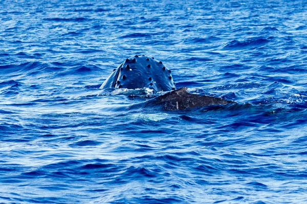 Baby humpback whale with its mother.