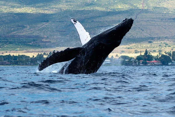 ザトウクジラのブリーチング. — ストック写真