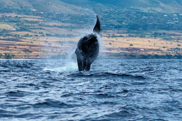ザトウクジラのブリーチング. — ストック写真