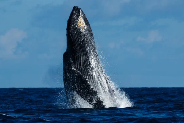 Humpback whale breaching. — Stock Photo, Image