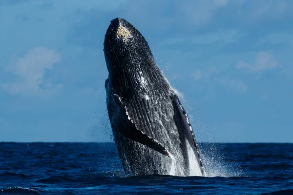 ザトウクジラのブリーチング. — ストック写真