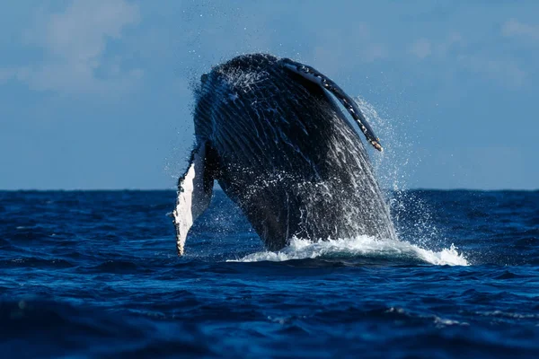 Violación de ballenas jorobadas . —  Fotos de Stock