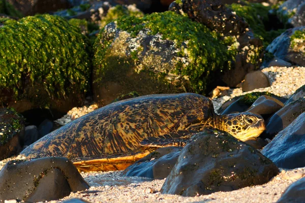 Tengeri teknősök a partra jön a Hookipa beach. — Stock Fotó