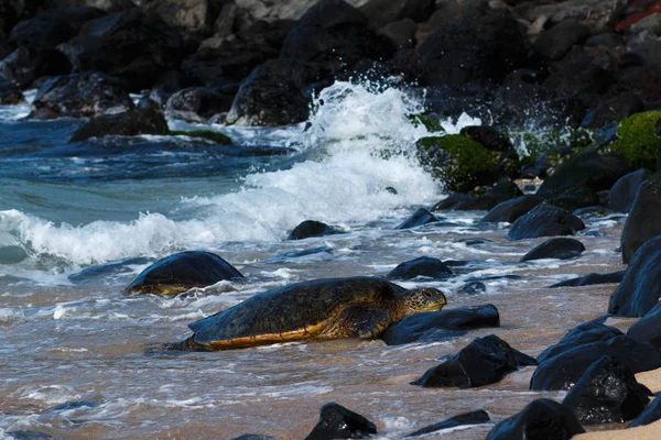 Tortuga marina que desembarca en la playa Hookipa . — Foto de Stock