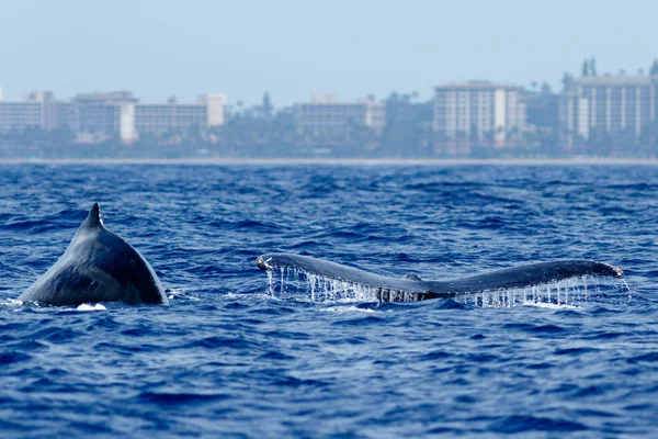 Együtt fürdés Hosszúszárnyú bálna. — Stock Fotó