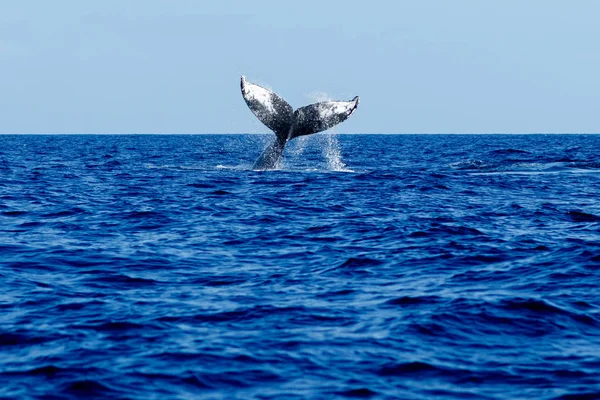 Humpback whale tail slapping. — Stock Photo, Image