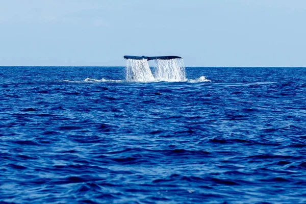 Humpback whale tail slapping. — Stock Photo, Image