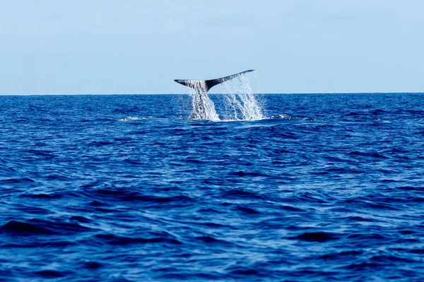 Humpback whale tail uderzając. — Zdjęcie stockowe