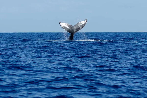 Humpback whale tail uderzając. — Zdjęcie stockowe