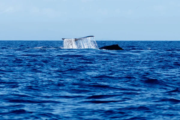 Humpback whale tail uderzając. — Zdjęcie stockowe