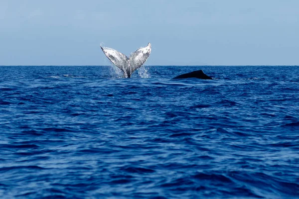 Humpback whale tail uderzając. — Zdjęcie stockowe