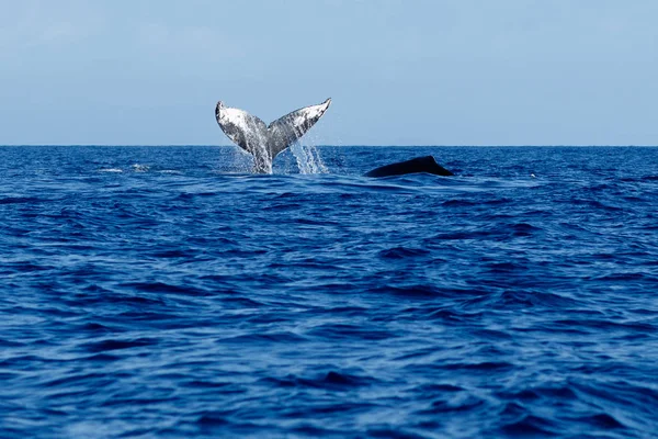 Frappe de queue de baleine à bosse . — Photo