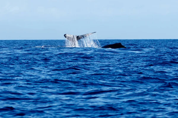 Humpback whale tail slapping. — Stock Photo, Image