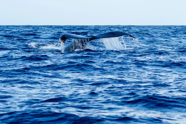 Cauda de baleia-jubarte . — Fotografia de Stock