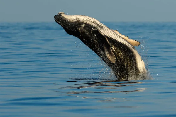 Baby humpback whale breaching. — Stock Photo, Image