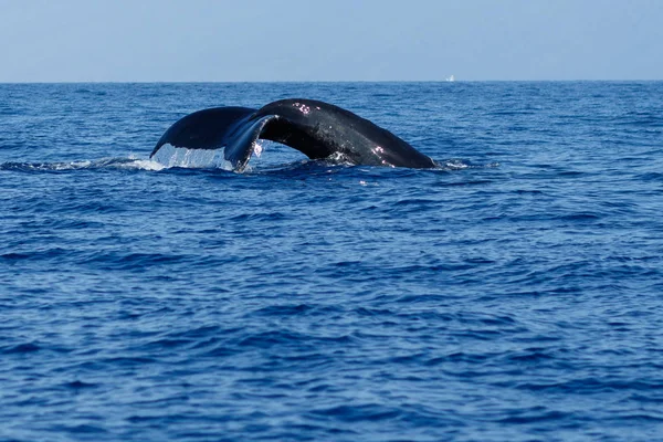 Humpback whale tail fluke. — Stock Photo, Image