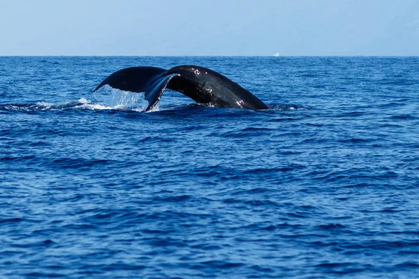 Хвіст горбатого кита трясеться . — стокове фото