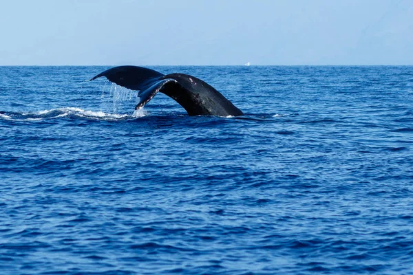 Knölval svans fluke. — Stockfoto