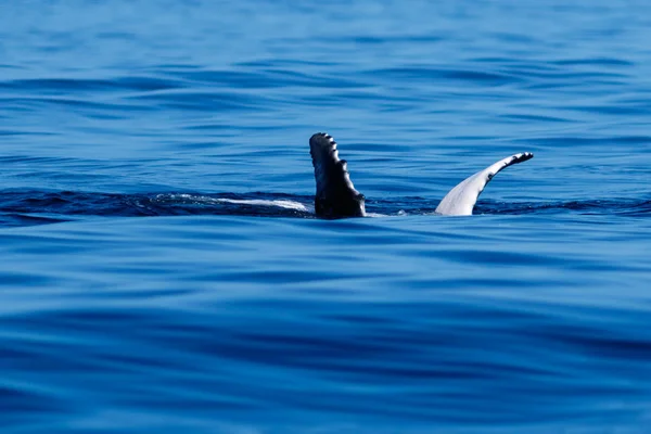 赤ちゃんのザトウクジラの胸鰭. — ストック写真