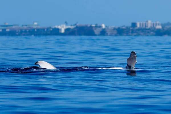 Rorqual à bosse nageoire pectorale . — Photo