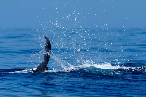 Baby humpback whale tail slapping. — Stock Photo, Image