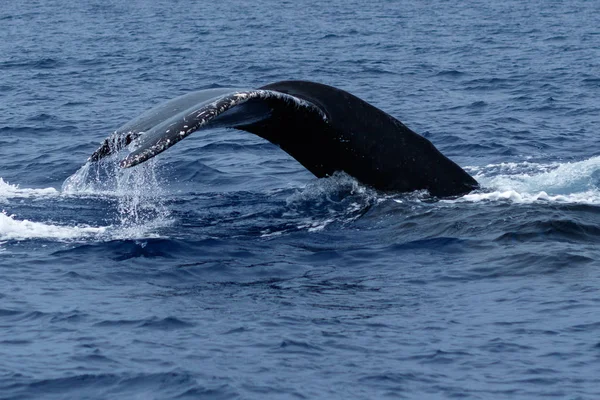 Humpback whale breaching. — Stock Photo, Image