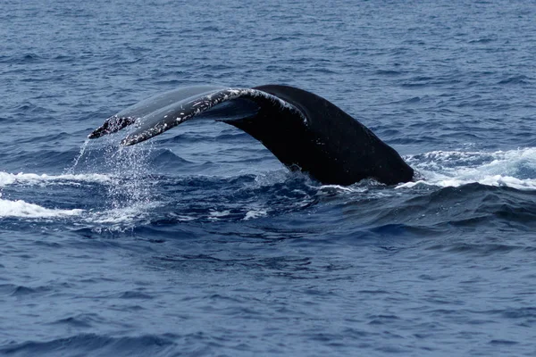 Горбатий кит порушення . — стокове фото